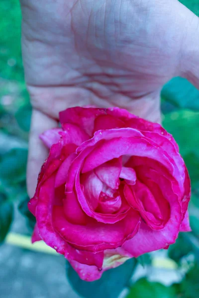Der Angenehme Duft Der Rose Aus Meinem Garten Meiner Hand — Stockfoto