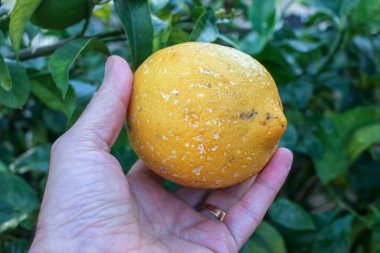 Sol elimde sarı bir limon tutuyorum.