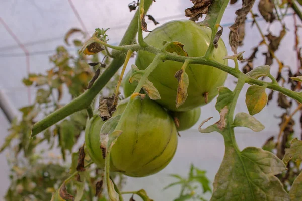 Bio Tomaten Mit Ausgezeichnetem Geschmack Und Allen Vitaminen — Stockfoto