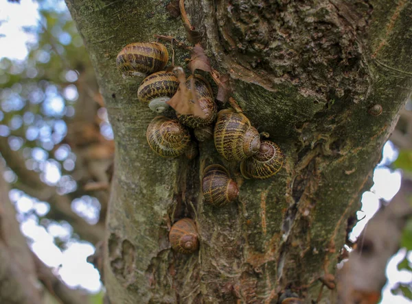 一些蜗牛一起生活在果园里的树上 — 图库照片