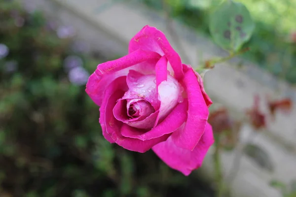 Uma Rosa Rosa Meu Jardim Depois Chuva — Fotografia de Stock