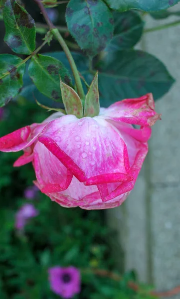 Regen Hinterlässt Ein Paar Tropfen Wasser Einer Rosa Rose Meinem — Stockfoto