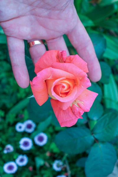 Berührung Einer Roten Rose Meinem Garten Mit Meiner Hand — Stockfoto