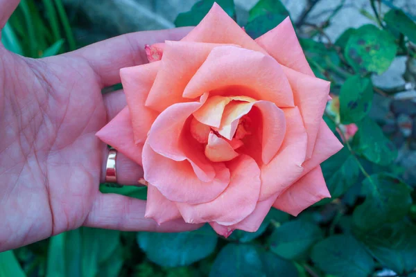 Menyentuh Mawar Kebun Saya Dengan Tangan Kiri Saya — Stok Foto