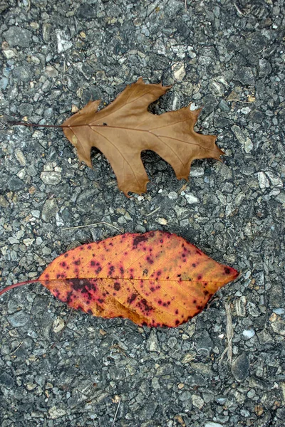Δύο Φύλλα Στο Έδαφος Κατά Διάρκεια Του Φθινοπώρου — Φωτογραφία Αρχείου