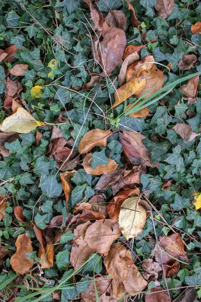 Ξηρά Φύλλα Στο Έδαφος Κατά Διάρκεια Του Φθινοπώρου — Φωτογραφία Αρχείου