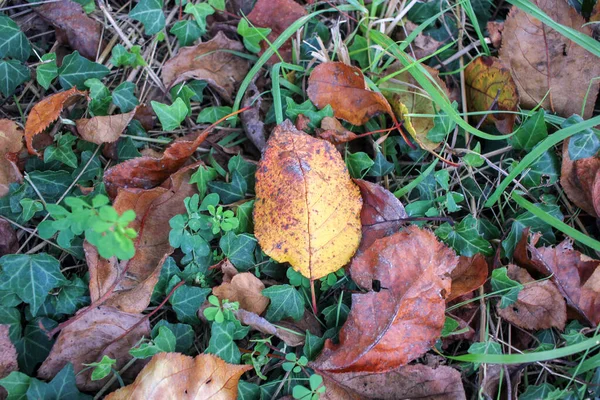 在绿色 小植物中的叶子在地面上晒干 — 图库照片