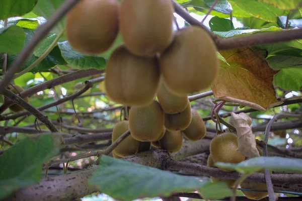 stock image lots of organic and tasty kiwis on my kiwi tree