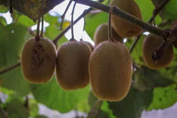 stock image a lot of kiwis in my kiwi tree