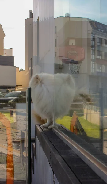 a white dog reflected in a glass