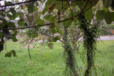 trees with ivy in my orchard during autumn