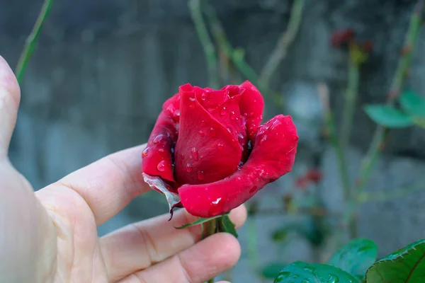 Touching Red Rose Fingers Garden — Stockfoto