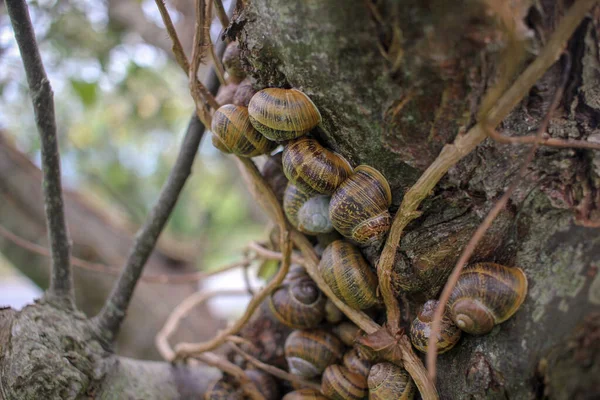 snails living in a community in an apple tree