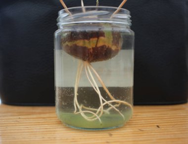 taking care of my avocado plant growing at home