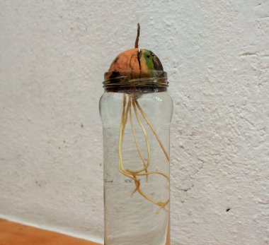 avocado tree growing from a seed at home