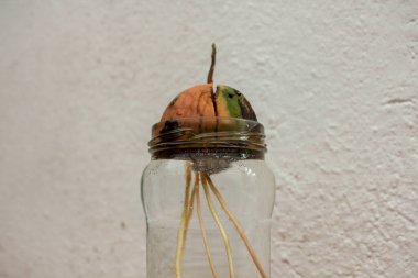 organic avocado tree growing from a seed at home