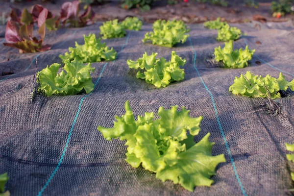 tasty and healthy organic lettuce growing in a greenhouse