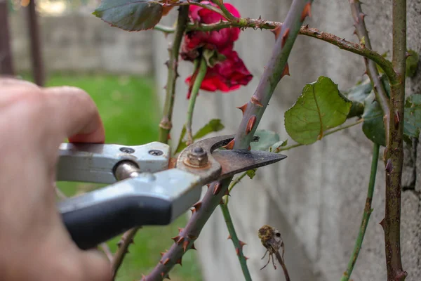 Pruning Rose Bushes Garden Scissors — Stockfoto