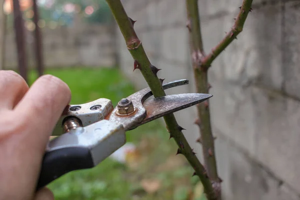 human hand pruning rose trees in the garden