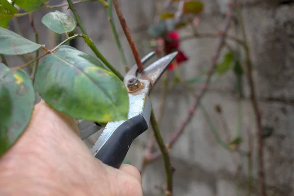 Human Hand Pruning Rose Plants Garden — Stockfoto