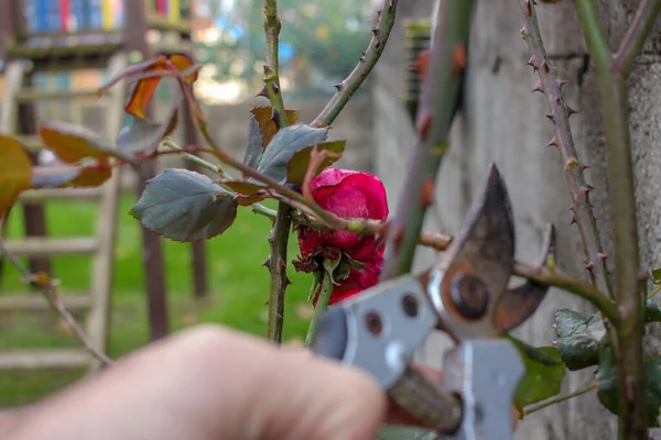 Pruning Red Rose Bushes Garden Scissors — Stockfoto