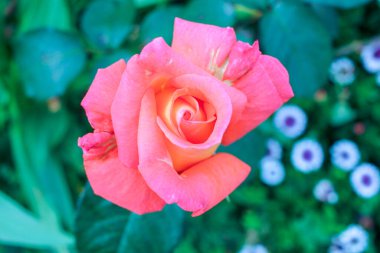 a rose in my garden seen from above and surrounded by green