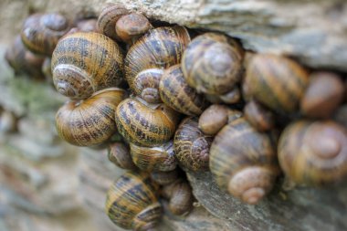some snails in a wall made of stone