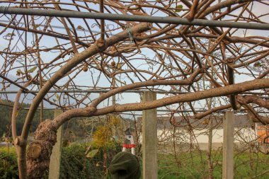 the seasonal pruning of kiwi trees in my orchard