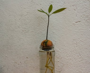 an avocado tree growing at home in a glass with water