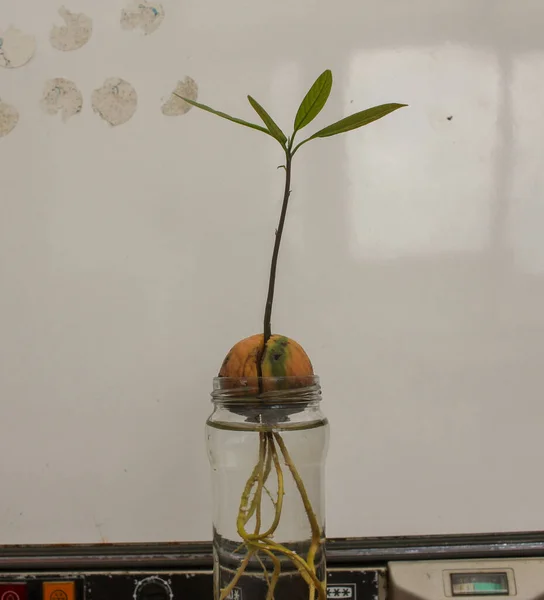 avocado plant growing at home in a glass with water
