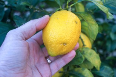 touching the lemons I harvest in my orchard