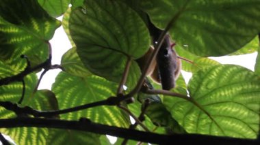 my kiwis growing fast in my kiwi trees