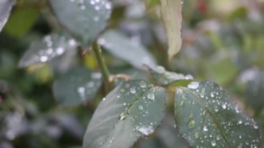 rain leaves drops of water on the plants in my garden