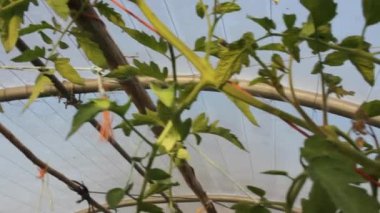 tasty tomatoes growing in the greenhouse