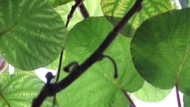 my kiwis growing fast in my kiwi trees