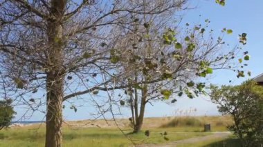 wind moving leaves of a tree close to the sea