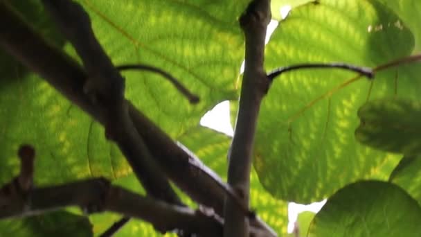 Meus Kiwis Crescendo Rápido Minhas Árvores Kiwi — Vídeo de Stock