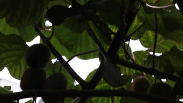 Blick Auf Die Kiwis Unter Den Kiwibäumen — Stockvideo