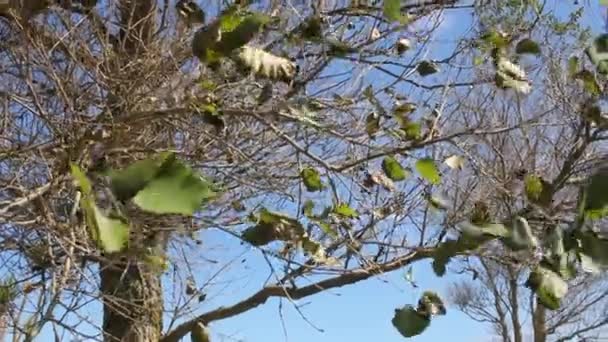 Blätter Bewegen Sich Bäumen Einem Windigen Tag — Stockvideo