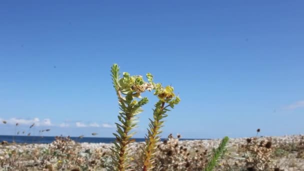 Plantas Cerca Del Mar Cantábrico — Vídeos de Stock