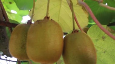 Kivi bahçemdeki kivi ağaçlarında hızla büyüyor.