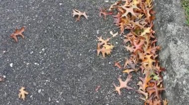 Sonbaharda yerdeki yapraklar