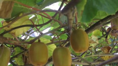 Bahçemdeki kivi ağaçlarında organik kiviler