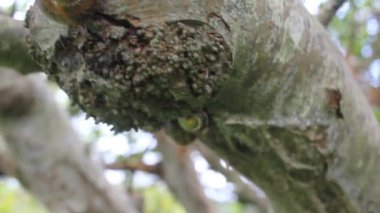 Ağaçta yaşayan salyangozlar