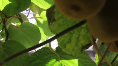 Meyve bahçemdeki kivilerin altında yürüyorum