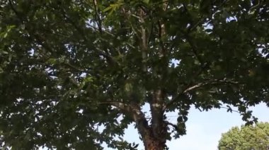 Rüzgar bir sonbahar gününde yaprakları hareket ettirir.