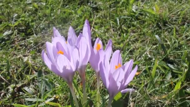 Mooie Bloemen Gevonden Het Platteland Dicht Bij Een Bos — Stockvideo
