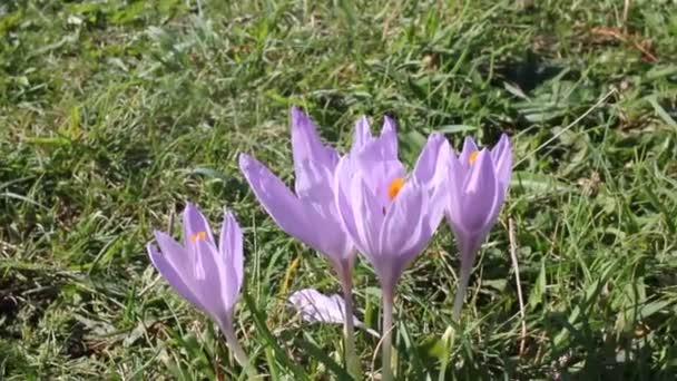 Нежные Цветы Найденные Galicia Spain — стоковое видео