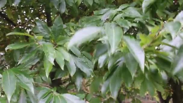 Blätter Eines Baumes Einem Windigen Abend — Stockvideo