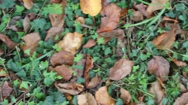 秋に地面に葉を出し — ストック動画